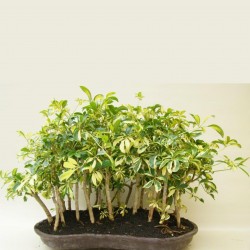Sementes de CHEFLERA-PEQUENA (Schefflera arboricola) 2.15 - 4