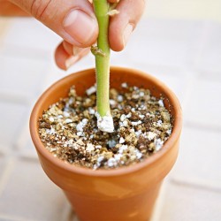 Hormona de enraizamiento rápido, enraizamiento de recortes, mejora la germinación de las semillas 1.65 - 6
