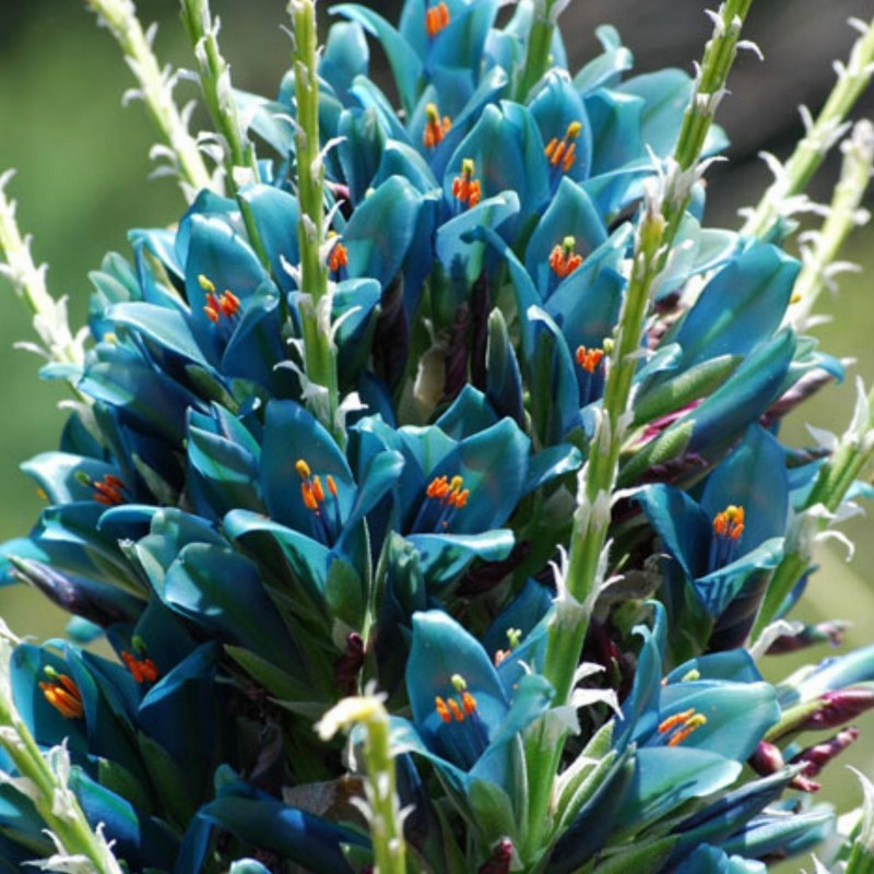Plava PUYA Seme (Puya berteroniana) 3.65 - 34