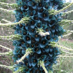 Blaue Puya Samen (Puya Berteroniana) 3.65 - 33