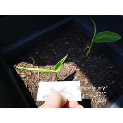 Semillas de Jengibre tailandés (Alpinia galangal) 1.95 - 7