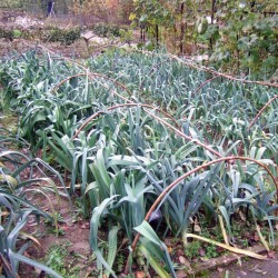 4000 Σπόροι ΠΡΑΣΟ Kamus Allium Porrum 9.95 - 1