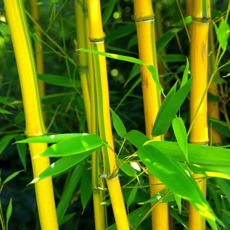 Clumping, Yellow Bamboo Seeds Hardy (Fargesia Fungosa)