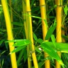 Gula Bambusfrön Hardy (Fargesia Fungosa)