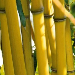 Clumping, Yellow Bamboo Seeds Hardy (Fargesia Fungosa) 2.25 - 2