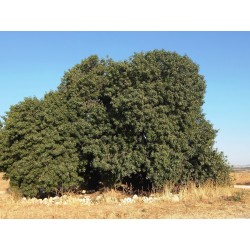 Mt. Atlas mastic tree Seeds (Pistacia atlantica) 2.5 - 3