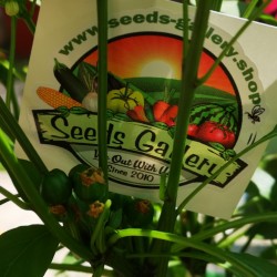 Семена West Virginia Pea Красный перец 1.55 - 3
