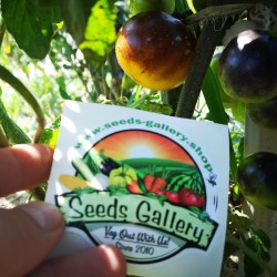 Wagner Blue Yellow Tomato Seeds 2.25 - 2