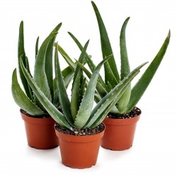Samen Echte Aloe - Aloe Vera Kakteen Sukkulenten 4 - 6