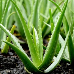 Aloe vera Seeds (Aloe barbadensis) 4 - 5
