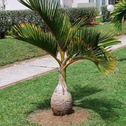 Flaska Palmfrön (Hyophorbe lagenicaulis) 4.95 - 2