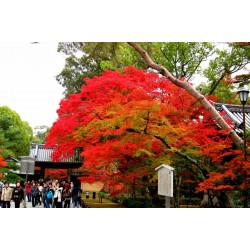Japanese Red Maple Seeds (Acer palmatum) 1.95 - 4