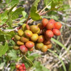 Graines fruit exotique Skunkbush Sumac (rhus trilobata) 1.9 - 2