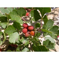 Skunkbush сумах семена экзотических фруктов 1.9 - 7