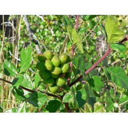Graines fruit exotique Skunkbush Sumac (rhus trilobata) 1.9 - 8