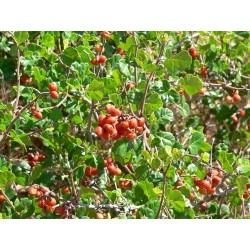 Σπόροι σουμάκι τρίλοβος εξωτικά φρούτα (Rhus trilobata) 1.9 - 9