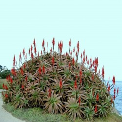 Σπόροι αλόη αρμπορέσενς, Krantz Αλόη (Aloe arborescens) 4 - 4