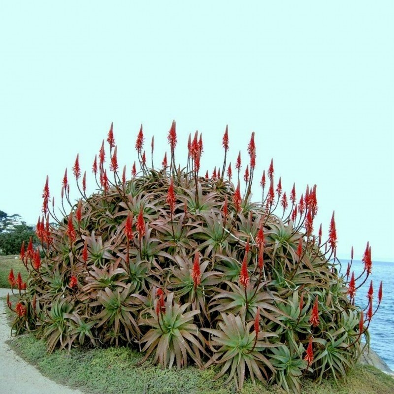 Krantz Aloe, Candelabra Aloe Seeds (Aloe arborescens) 4 - 4