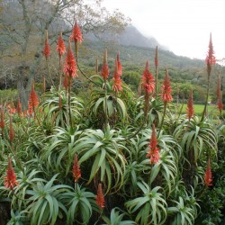 Sementes de Aloe do Natal (Aloe arborescens) 4 - 1