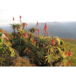 Sementes de Aloe do Natal (Aloe arborescens) 4 - 2