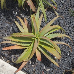 Krantz Aloe Samen (Aloe arborescens) 4 - 3