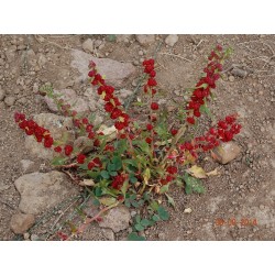 Bärmålla Frön (Chenopodium foliosum) 1.55 - 3