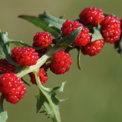 Σπόροι Φράουλα Σπανάκι 1.55 - 2