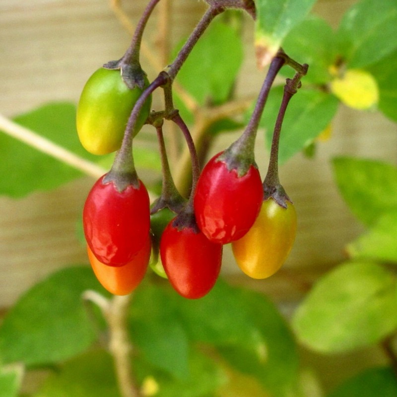 Razvodnik Seme, Paskvica (Solanum dulcamara L.) 1.75 - 5
