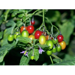 Razvodnik Seme, Paskvica (Solanum dulcamara L.) 1.75 - 2