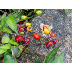 Bittersweet Seeds (Solanum dulcamara) 1.75 - 4
