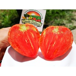 Sementes de Tomato "Coração de Boi" 1.75 - 4