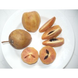 Semillas de Manilkara zapota, Chicle 2.85 - 2