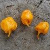 Carolina Reaper Seeds Red or Yellow Worlds Hottest 2.45 - 9