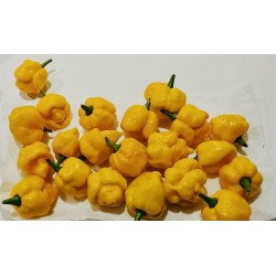 Σπόροι Τσίλι πιπέρι Carolina Reaper κόκκινο και κίτρινο 2.45 - 10
