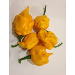 Σπόροι Τσίλι πιπέρι Carolina Reaper κόκκινο και κίτρινο 2.45 - 12