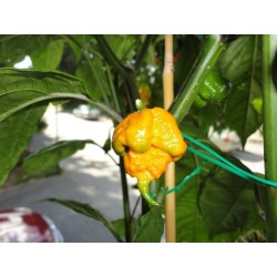Carolina Reaper Seeds Red or Yellow Worlds Hottest 2.45 - 13