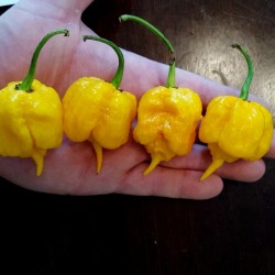 Carolina Reaper Seeds Red or Yellow Worlds Hottest 2.45 - 14