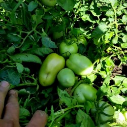 Sementes de Tomate Alparac - Variedade da Sérvia 1.95 - 2
