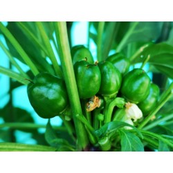 West Virginia Pea Τσίλι Σπόροι 1.55 - 5