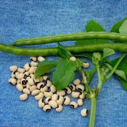Augenbohne Samen (Vigna unguiculata) 2.5 - 4