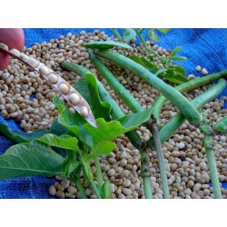Graines de Haricots Cornilles (Vigna unguiculata) 2.5 - 5
