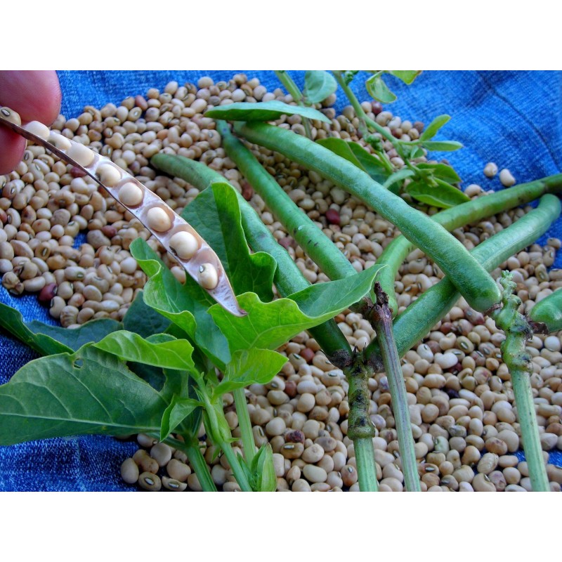 Cowpea Seeds (Vigna unguiculata) | €1.25