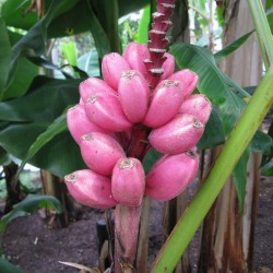 Banana Pink Musa Velutina 11 Seeds Original And Edible