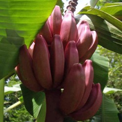 Sementes De Bananinha Rosada 1.95 - 3