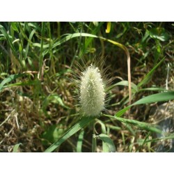 Samtgras, Hasenschwanz-Gras Samen (Lagurus ovatus) 1.65 - 3