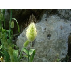 Зайцехво́ст семена (Lagurus ovatus) 1.65 - 4