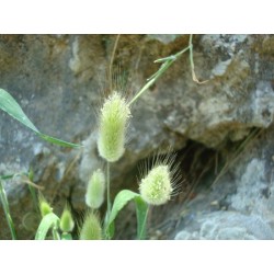 Hare's-tail Grass,  Bunnytail Seeds (Lagurus ovatus) 1.65 - 5