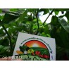 Carolina Reaper Seeds Red or Yellow Worlds Hottest 2.45 - 15