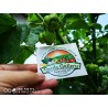 Carolina Reaper Seeds Red or Yellow Worlds Hottest 2.45 - 17
