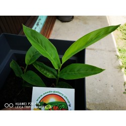 Thai-Ingwer, großer Galgant Samen (Alpinia galanga) 1.95 - 9